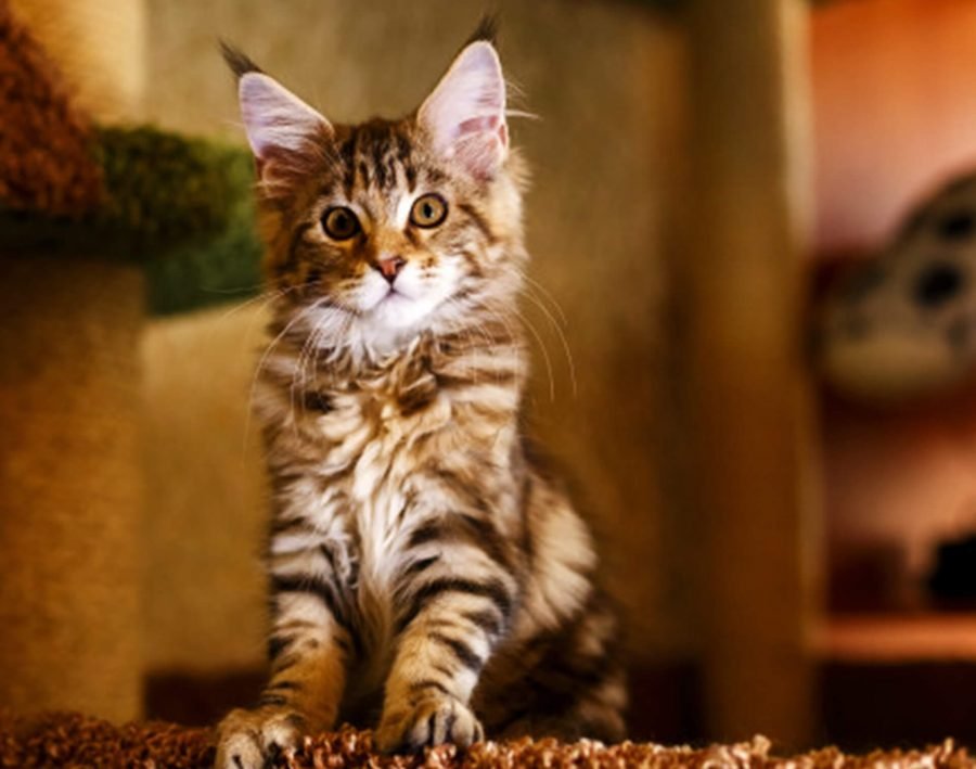 Essential Tips For the First-Time Cat Owners