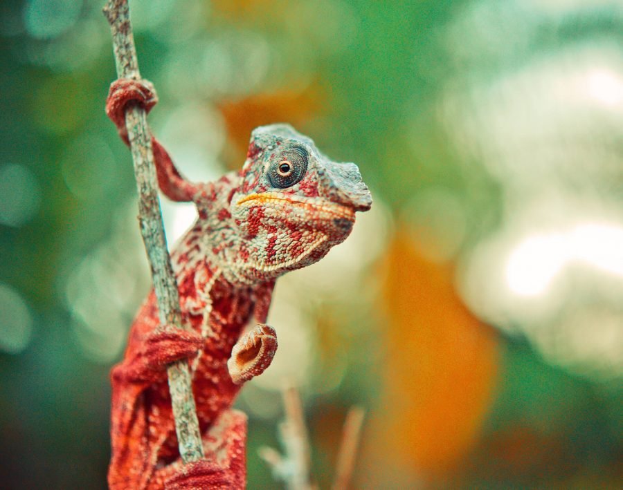 Reptile Care for Beginners: Simple Tips